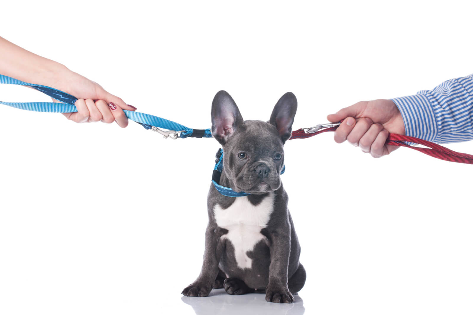 French bulldog with two hands divorce isolated