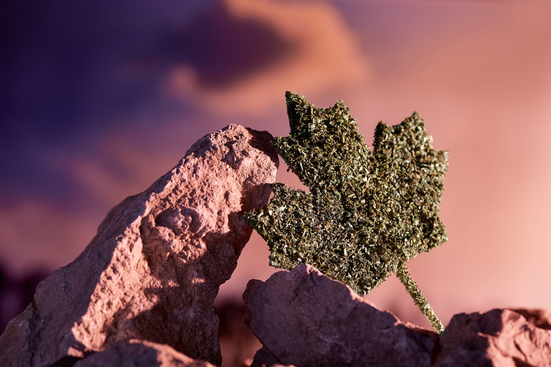 Recreational cannabis legalization in Canada. A huge maple leaf made from dry weed, leant against the rock. The Canadian emblem incorporated into the mountain landscape, over the sunset background.